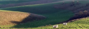 sussex